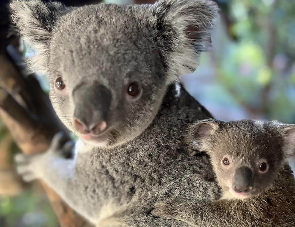 koala joeys la zoo